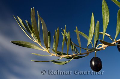 Ripe Olive on an Olive branch in the Palm grove of Skoura oasis Morocco