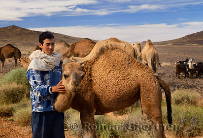 Young Berber boy caring for a young dromedary among camel and goat herd