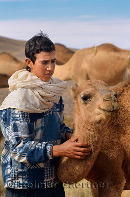Young Berber teenager caring for a young dromedary among the Arabian camel herd