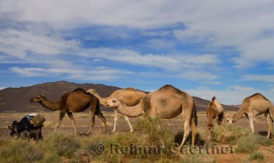 Berber Dromedary camels and donkey grazing on sage brush in Tafilalt basin Morocco