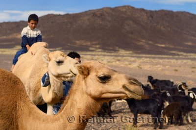 Berber boy leading his brother on a Dromedary while tending to camel and goat herd in Tafilalt basin