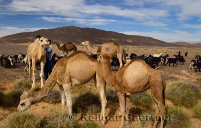 Teenage Berber boy helping his brother onto a Dromedary while tending to camel and goat herd in Tafilalt basin