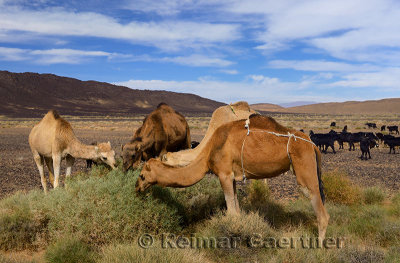Berber camel and goat herd grazing on sage brush in Tafilalt basin Morocco