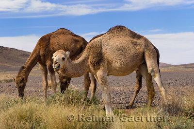 Berber Dromedary camels grazing on sage brush in Tafilalt basin Morocco