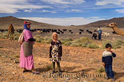 Nomadic Berber family herding Arabian camels and goats in Morocco