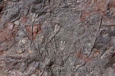 Sharp relief of Crinoid marine animal fossils in limestone at Erfoud Morocco