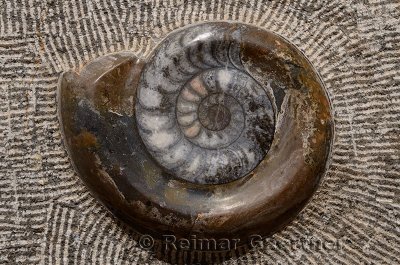 Fossil of ammonite spiral shell chiselled in relief from a rock in Morocco