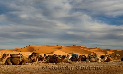 Large group of Dromedary camels sitting with harness and saddles in the Erg Chebbi desert Morocco