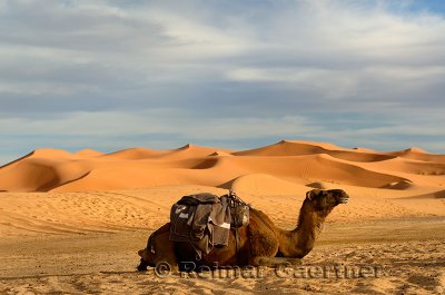 Single Dromedary camel sitting with harness and saddle in the Erg Chebbi desert Morocco