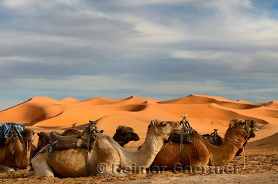 Dromedary camels sitting with harness seats for an evening ride in the Erg Chebbi desert Morocco