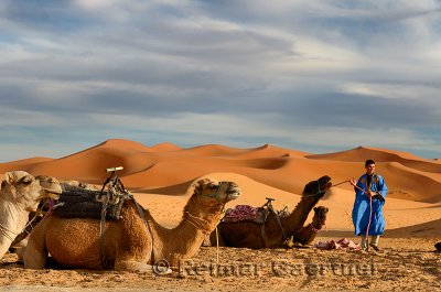 Berber blue man preparing Dromedary camels for an evening ride in Erg Chebbi desert Morocco