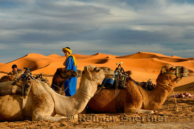 Berber blue men tending Dromedary camels for an evening ride in Erg Chebbi desert Morocco