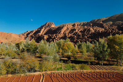Limestone rock fingers poplar trees and cultivated fields with moon in Dades Gorge Morocco