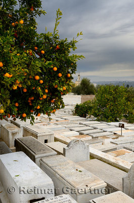 Orange trees in the Jewish cemetery in the Mellah of Fes el Jedid Morocco with storm clouds