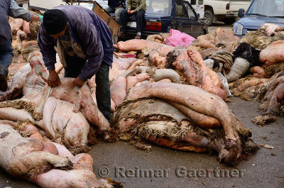 Man inspecting collection of sheep hides off a parking lot in Fes Medina Morocco days after Eid al Adha
