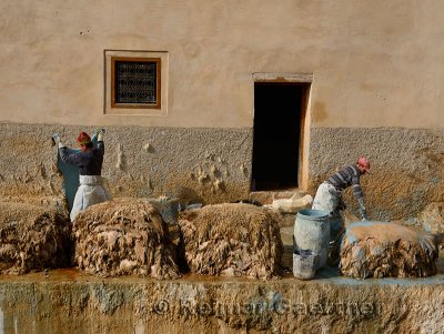 Pair of tannery workers painting sheep hides with blue chromium and stacking pelts in Fes Morocco