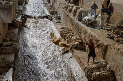 Tannery workers throwing and washing sheep pelts and painting sheep skins with blue chrome at the Fes river Morocco