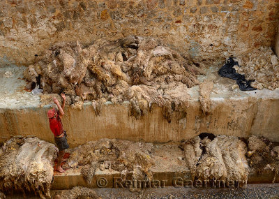 Tannery worker throwing pelts after washing fresh sheep skins in the Fes river after Eid al Adha Morocco