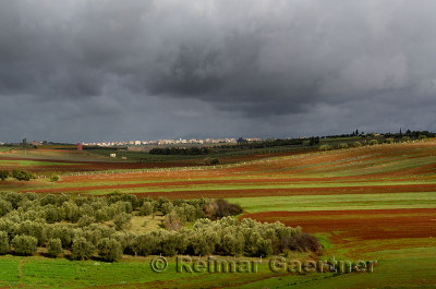 Storm clouds and sun on red soil farm fields and olive trees near Meknes Morocco