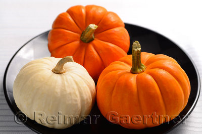 305 Pumpkins 1.jpg