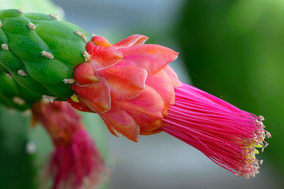 153 Giant Cactus flower.jpg