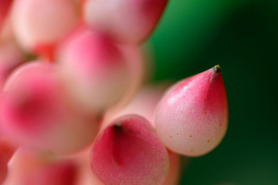 153 Pink Bromeliad berries 1.jpg