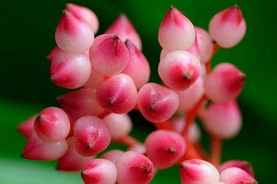 153 Pink Bromeliad berries 2.jpg