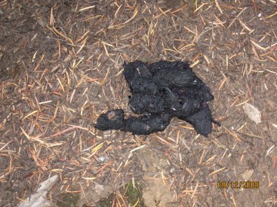 Bear Poo