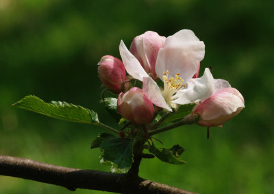 blossom5115094.jpg