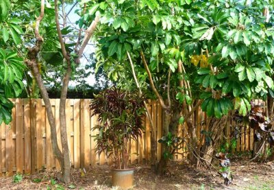 New croton.jpg