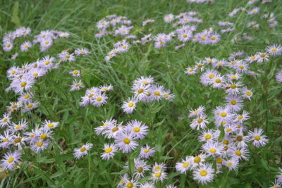 Lovely natives