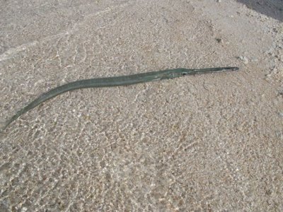Our ever present trumpet fish