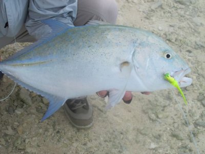 Beautiful blue trevally were prevalent