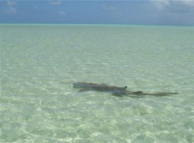 One of many large nurse sharks