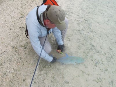 Releasing a blue trevally