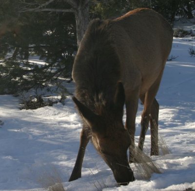 Unbothered Elk