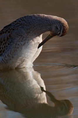 Delight in Dowitchers