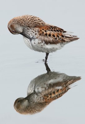 shorebird reflection