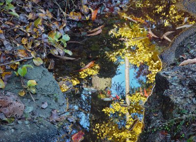 Gold Puddle Reflections