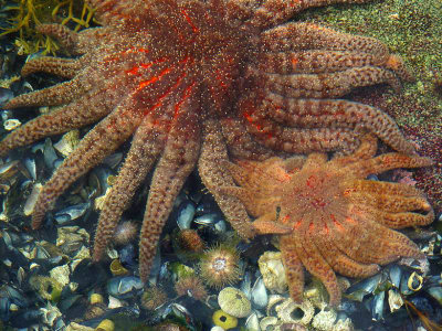 Underwater Seastars