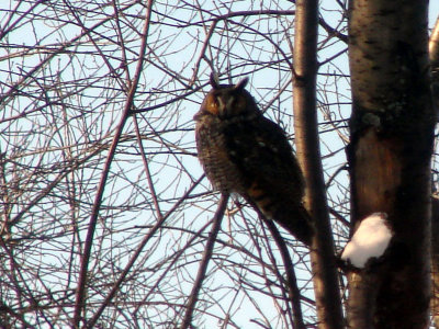 January 16, 2009Long-eared Owl
