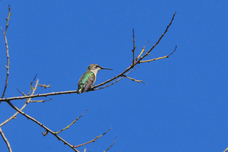DSC_4779-copy.jpg