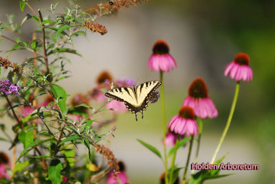 yellowswallowtail.jpg