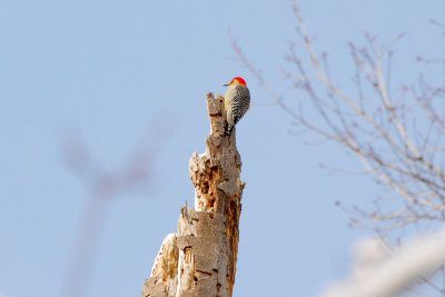 Redbellied Woodpecker.jpg