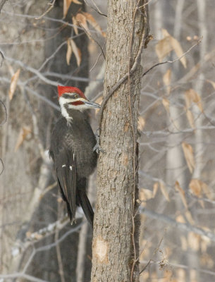 Pileated Woodpecker-4.jpg