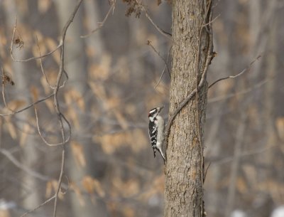 Downy Woodpecker.jpg