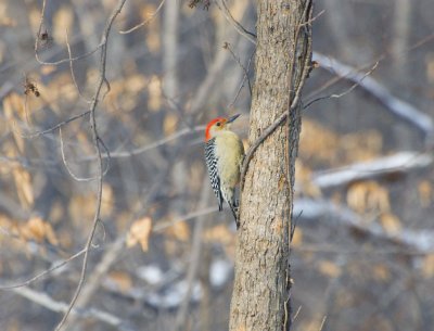 Red-bellied Woodpecker-1.jpg