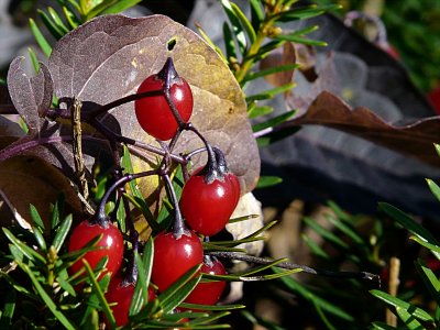 Fall Berries ~ November 10th