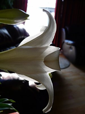 Dilly of a Lily ~ April 16th
