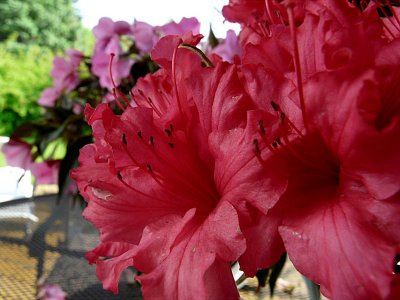 May Flowers ~ May 16th